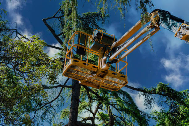 How Our Tree Care Process Works  in Pine Air, FL