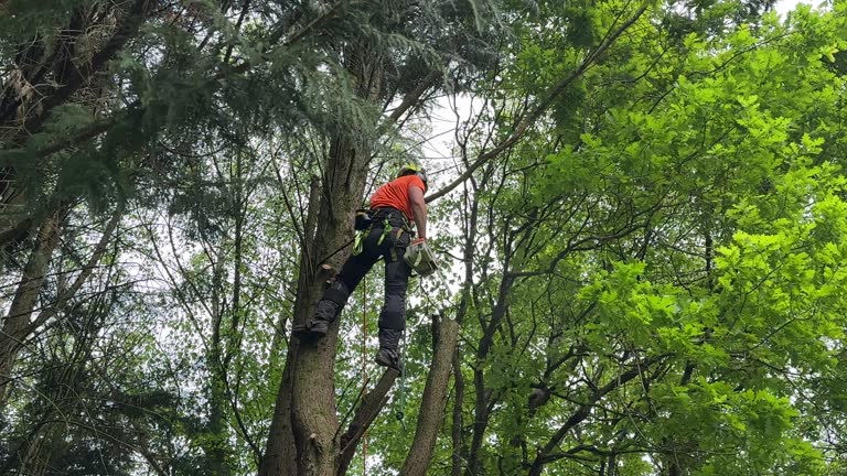 Professional Tree Services in Pine Air, FL