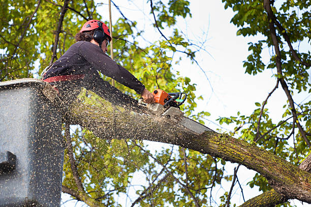 Best Hedge Trimming  in Pine Air, FL