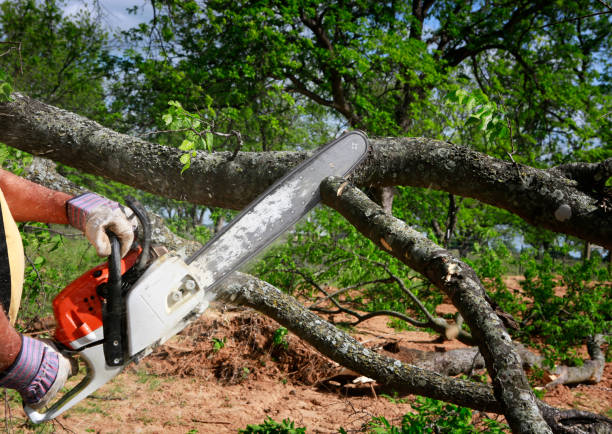 Best Lot and Land Clearing  in Pine Air, FL